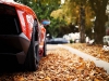 custom-bull-plays-with-autumn-leaves-photo-gallery_10