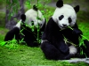 six-senses-panda