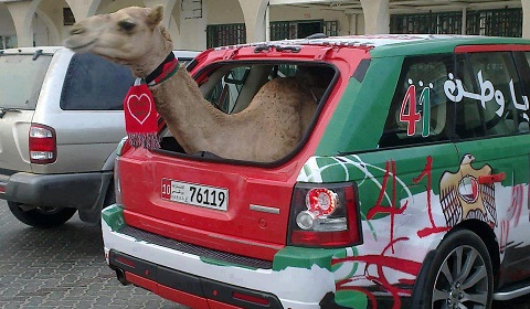 Range Rover Sport Supercharged Provides Luxury Camel Transportation