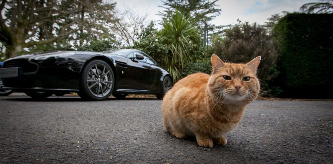Aston Martin Fat Cat