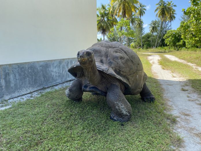Four Seasons Desroches Island Resort Seychelles Giant Tortoise